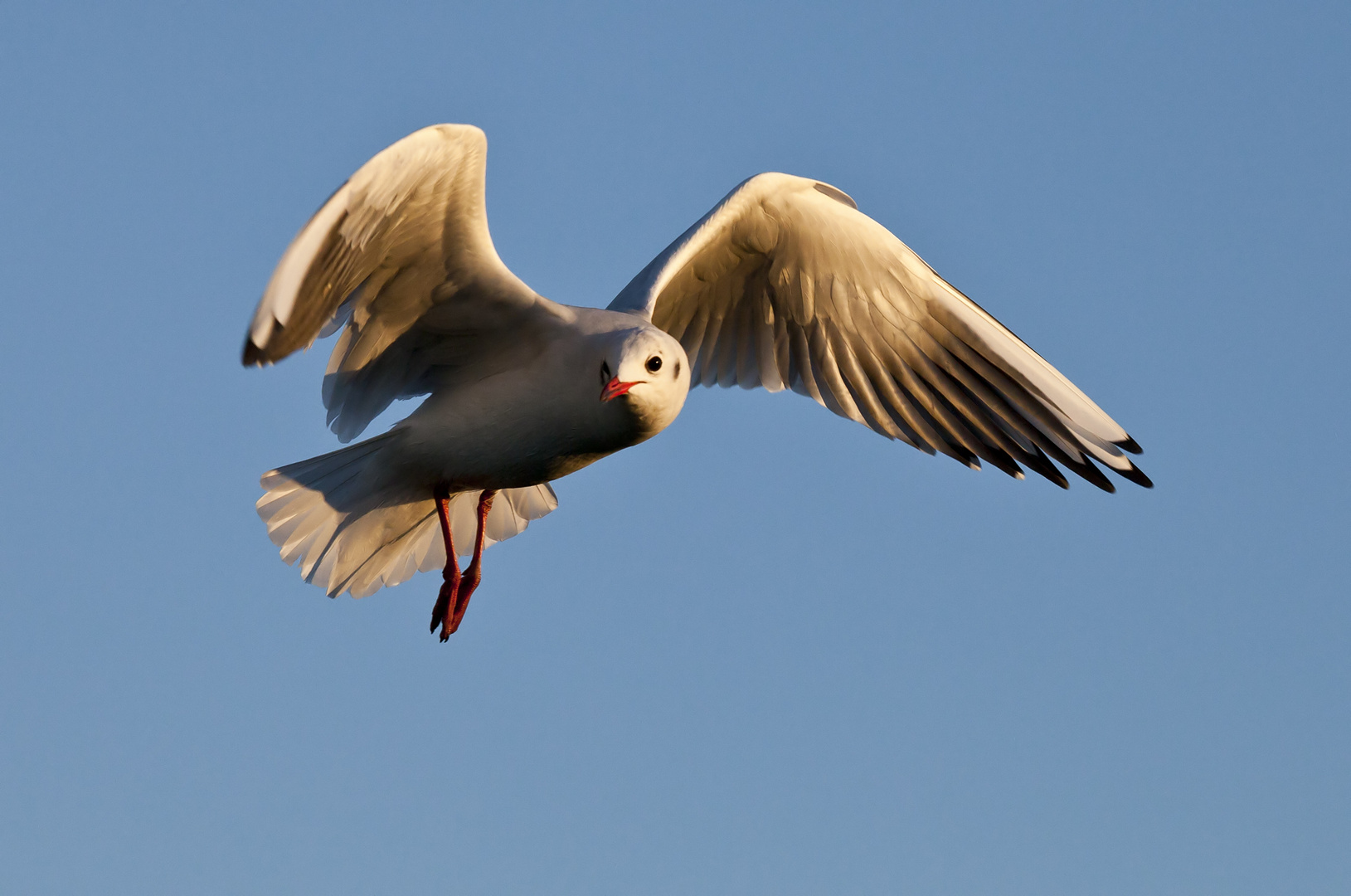 Abendflug