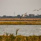 Abendflug der Flamingos 