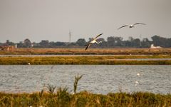 Abendflug der Flamingos 