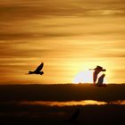 Abendflug der Gänse