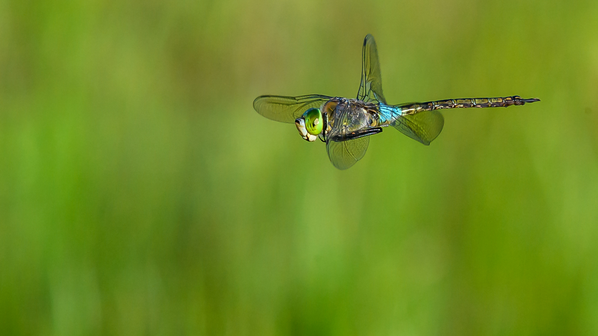 Abendflug der Kleinen Königslibelle (Anax parthenope) M