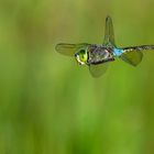 Abendflug der Kleinen Königslibelle (Anax parthenope) M