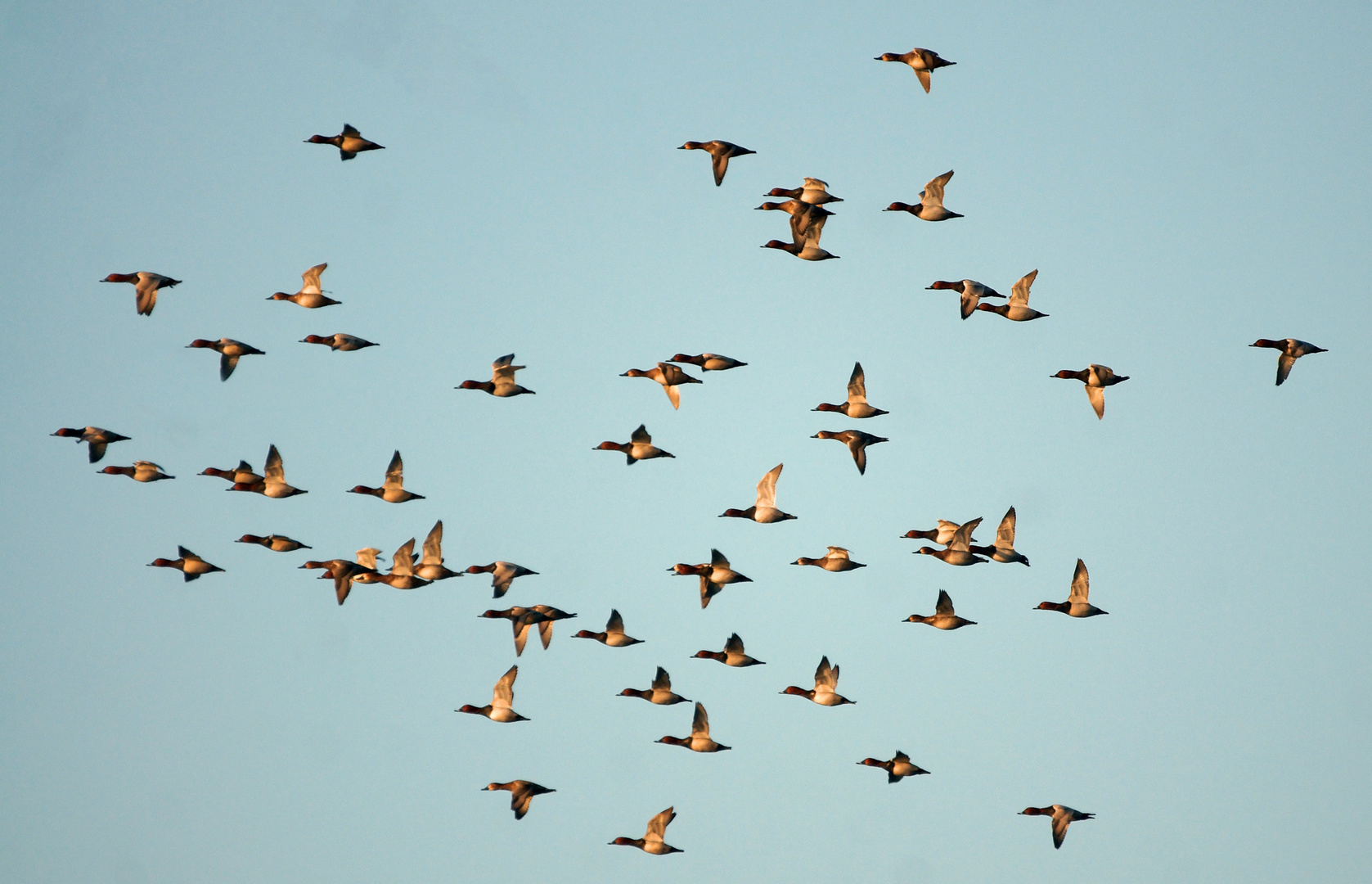 Abendflug der Tafelenten