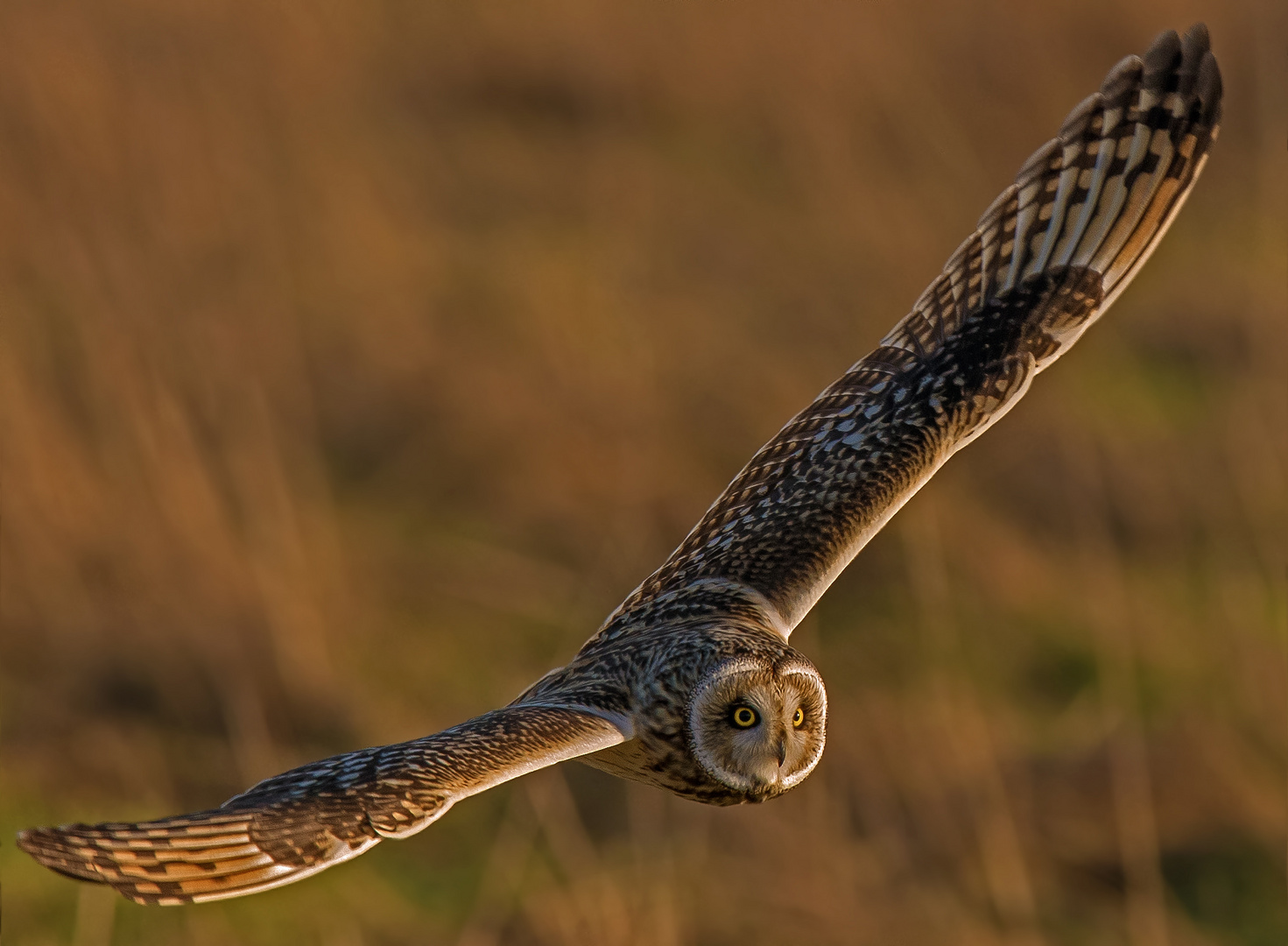 Abendflug