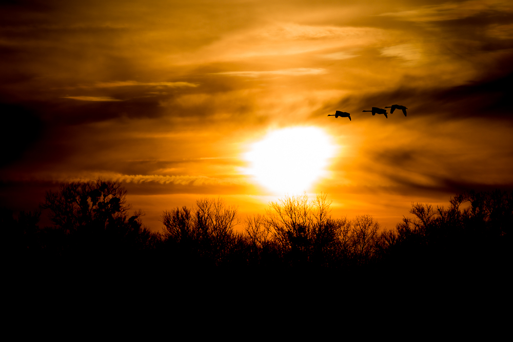 Abendflug