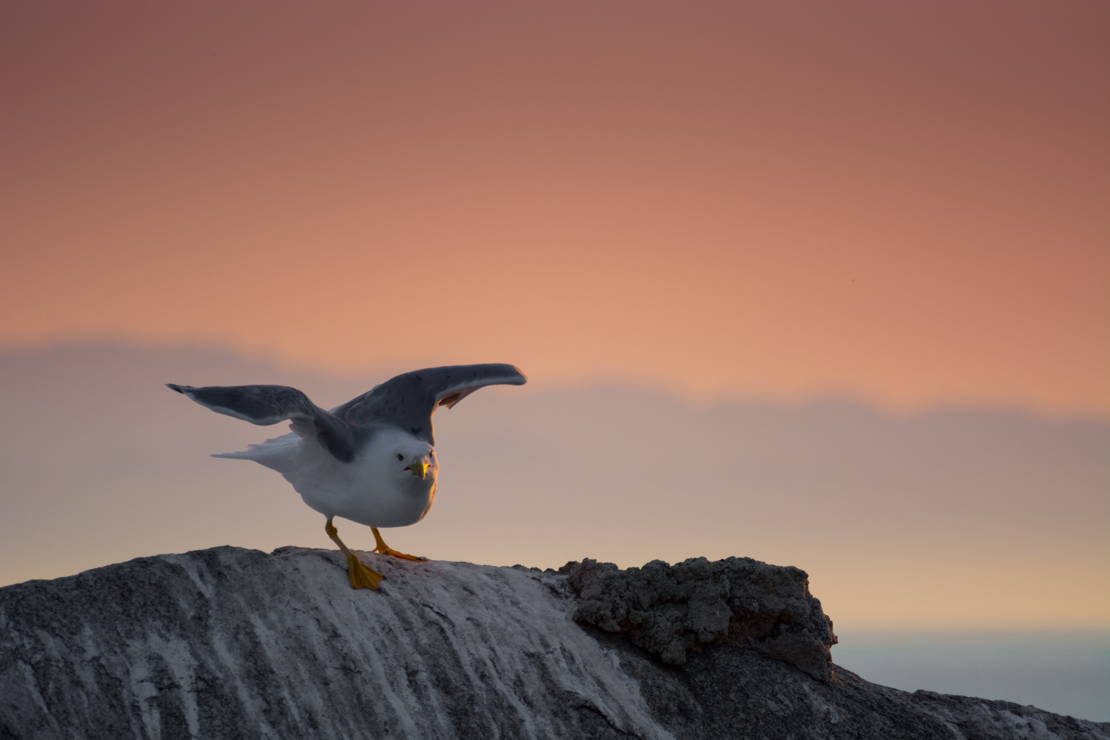 Abendflug