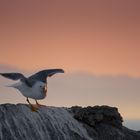 Abendflug