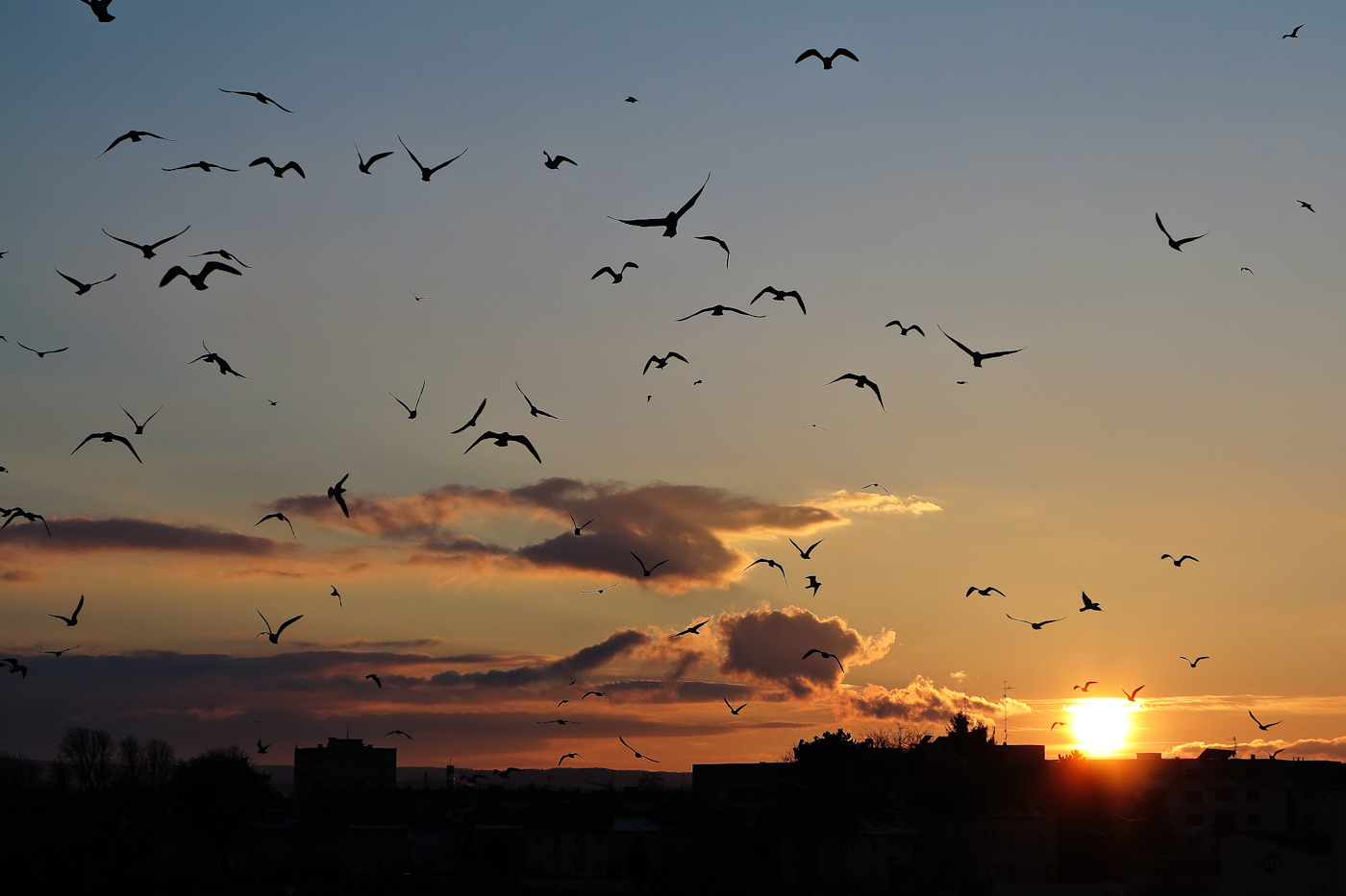 Abendflug