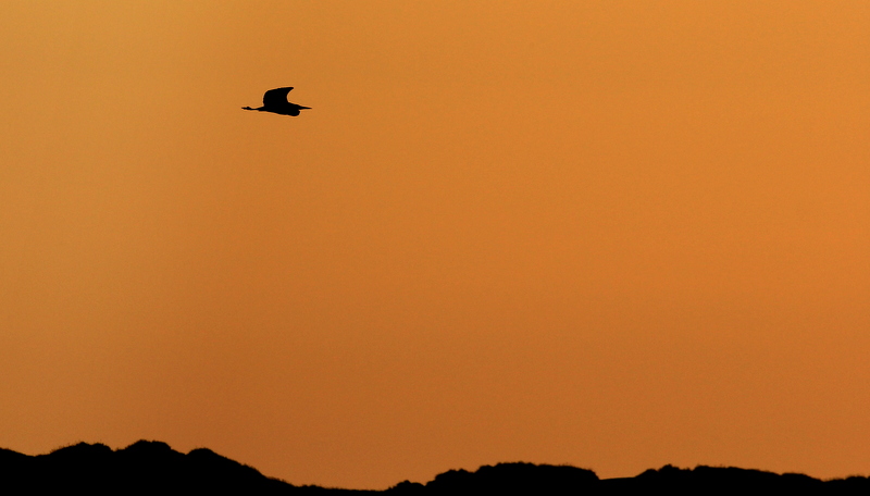 Abendflug gen Norden