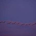 Abendflug in einer Reihe