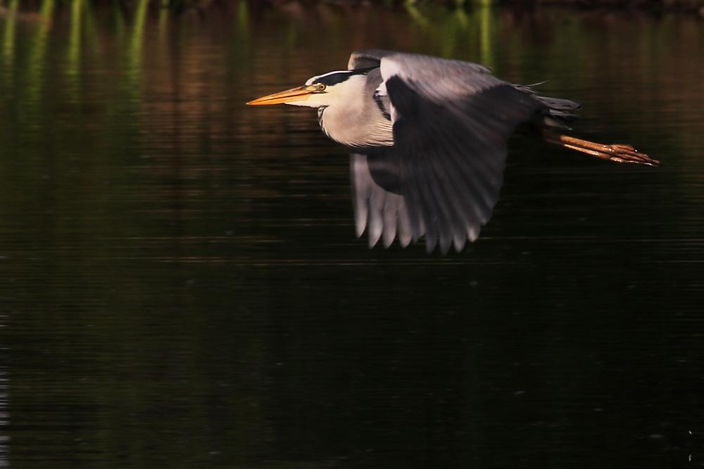 Abendflug über das Wasser