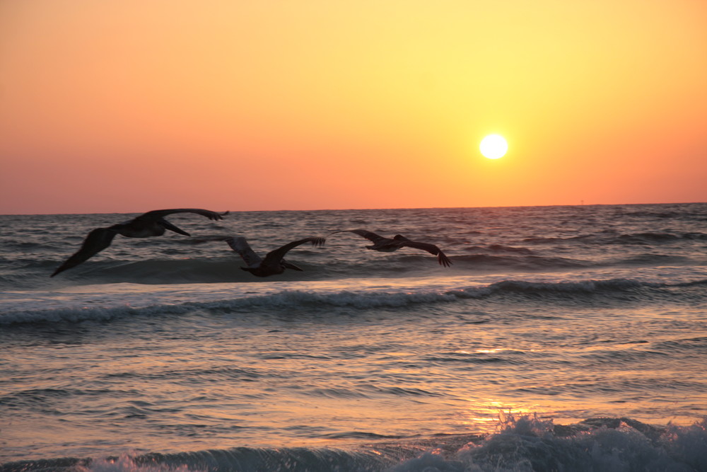 Abendflug vor Crescent Beach, Florida