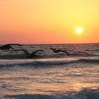 Abendflug vor Crescent Beach, Florida