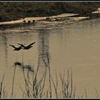 Abendflug zu zweit