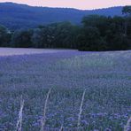 Abendfrieden... - oder: wenn die Landschaft zum Spiegel wird... (1. Bearbeitung)