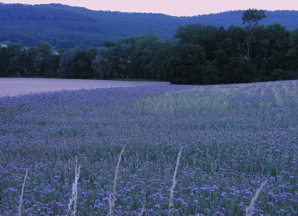 Abendfrieden... - oder: wenn die Landschaft zum Spiegel wird... (1. Bearbeitung)