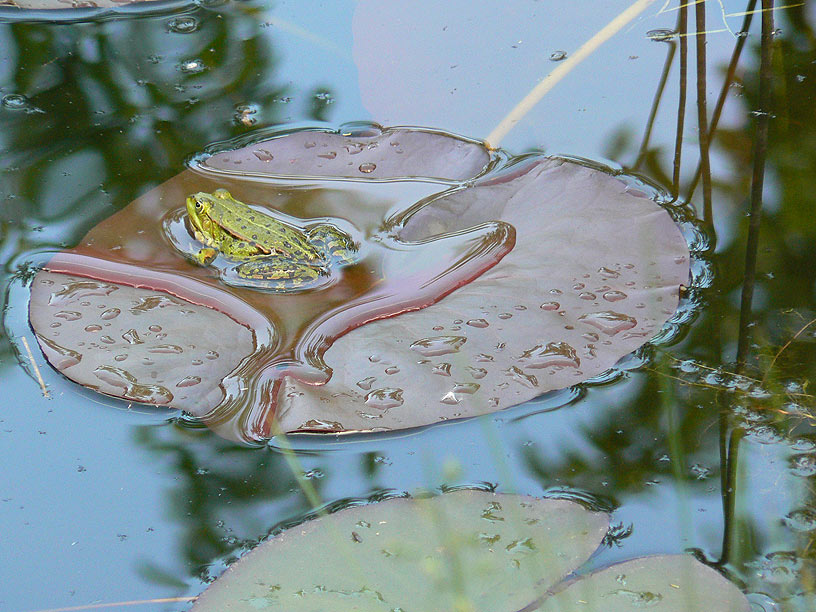 Abendfrosch