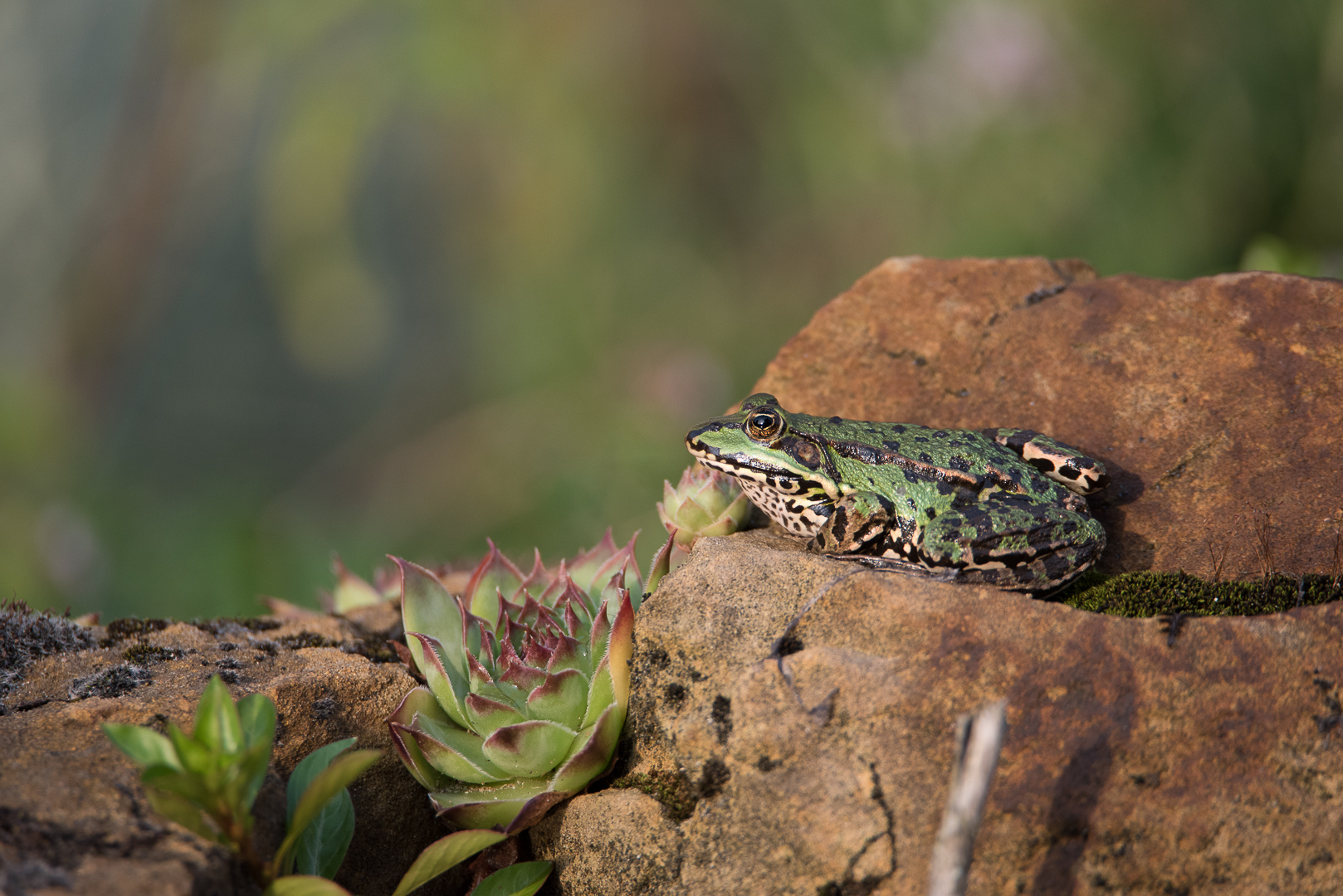 Abendfrosch