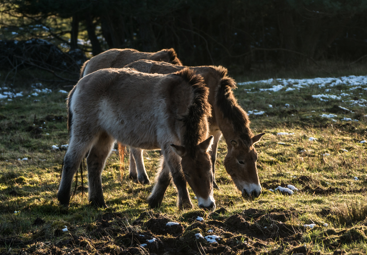 Abendfuttersuche