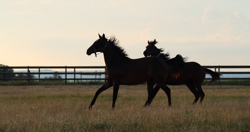 Abendgalopp