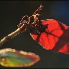 Abendgegenlicht