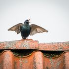 Abendgesang auf dem Dach