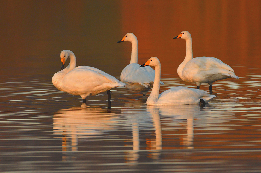 Abendgesellschaft