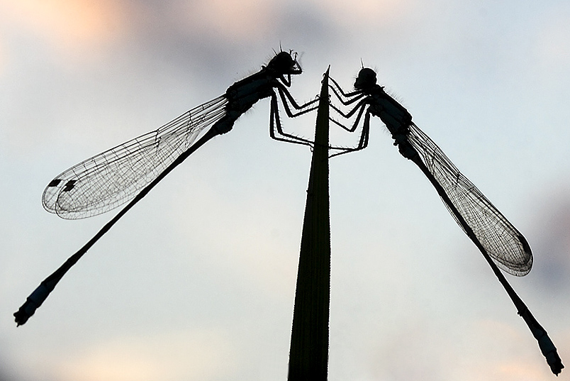 Abendgespräch unter Libellen