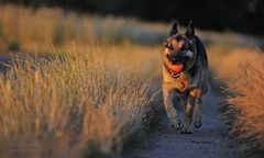 Abendglühen...