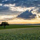 Abendgold im Jura