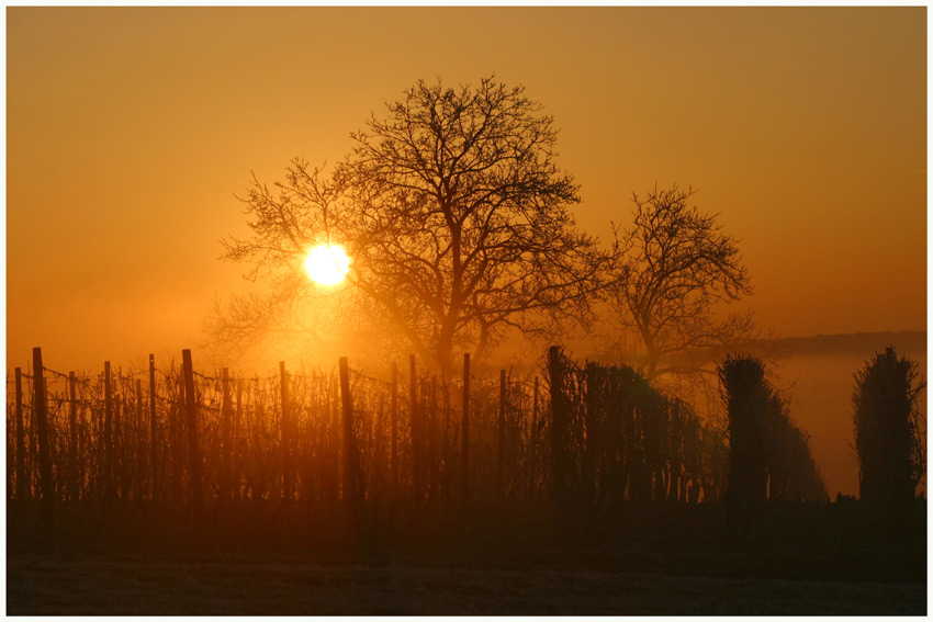 Abendgold über dem Arlesgarten