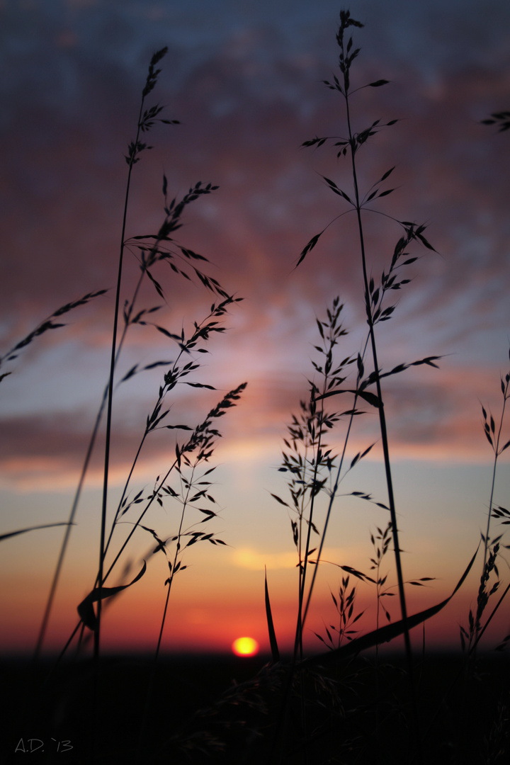 Abendgräser II