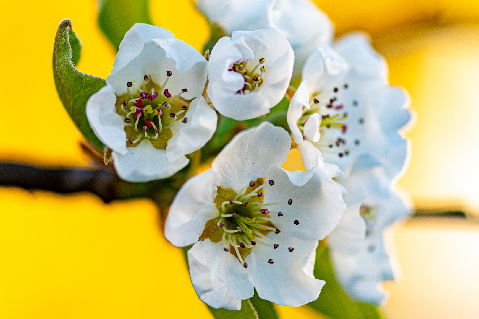 Abendgruss aus dem Garten