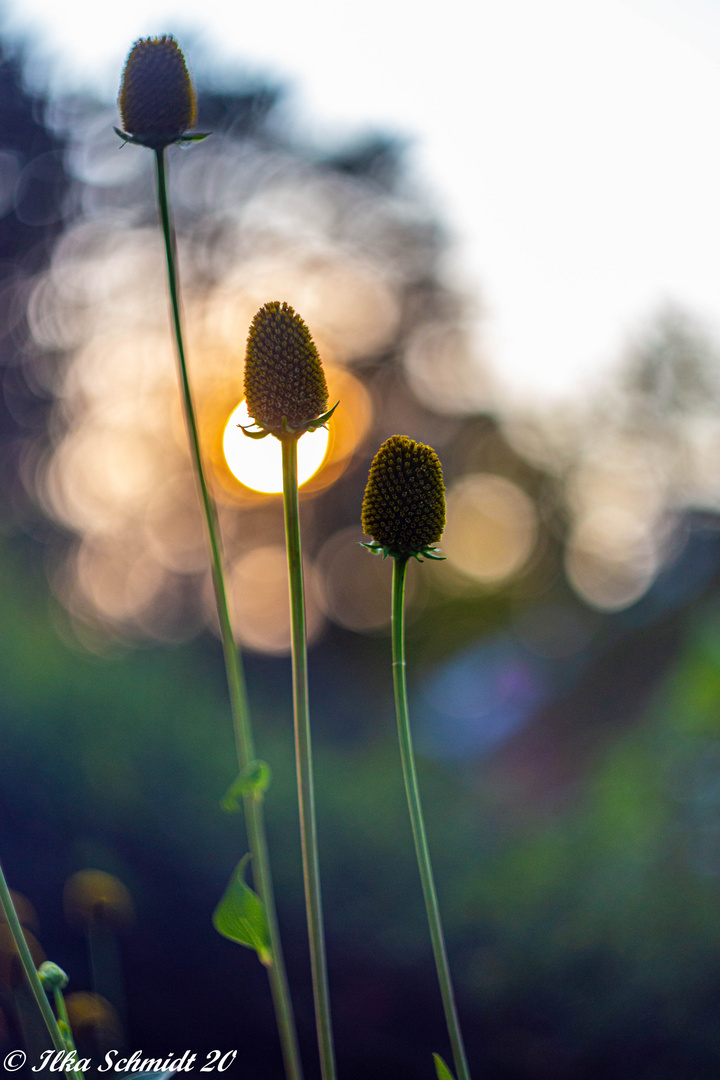 Abendgruß mit Sonne