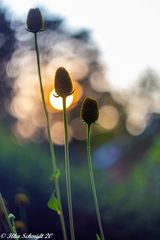 Abendgruß mit Sonne