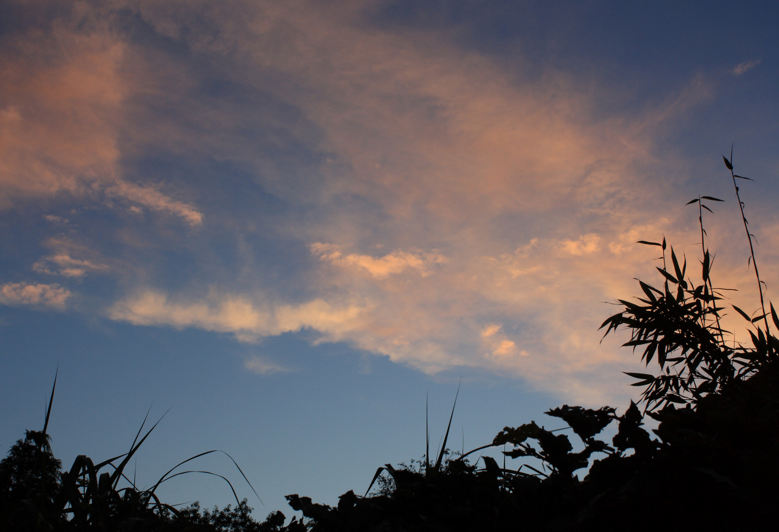 Abendhimmel im Garten