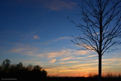 Abendhimmel mit Baum