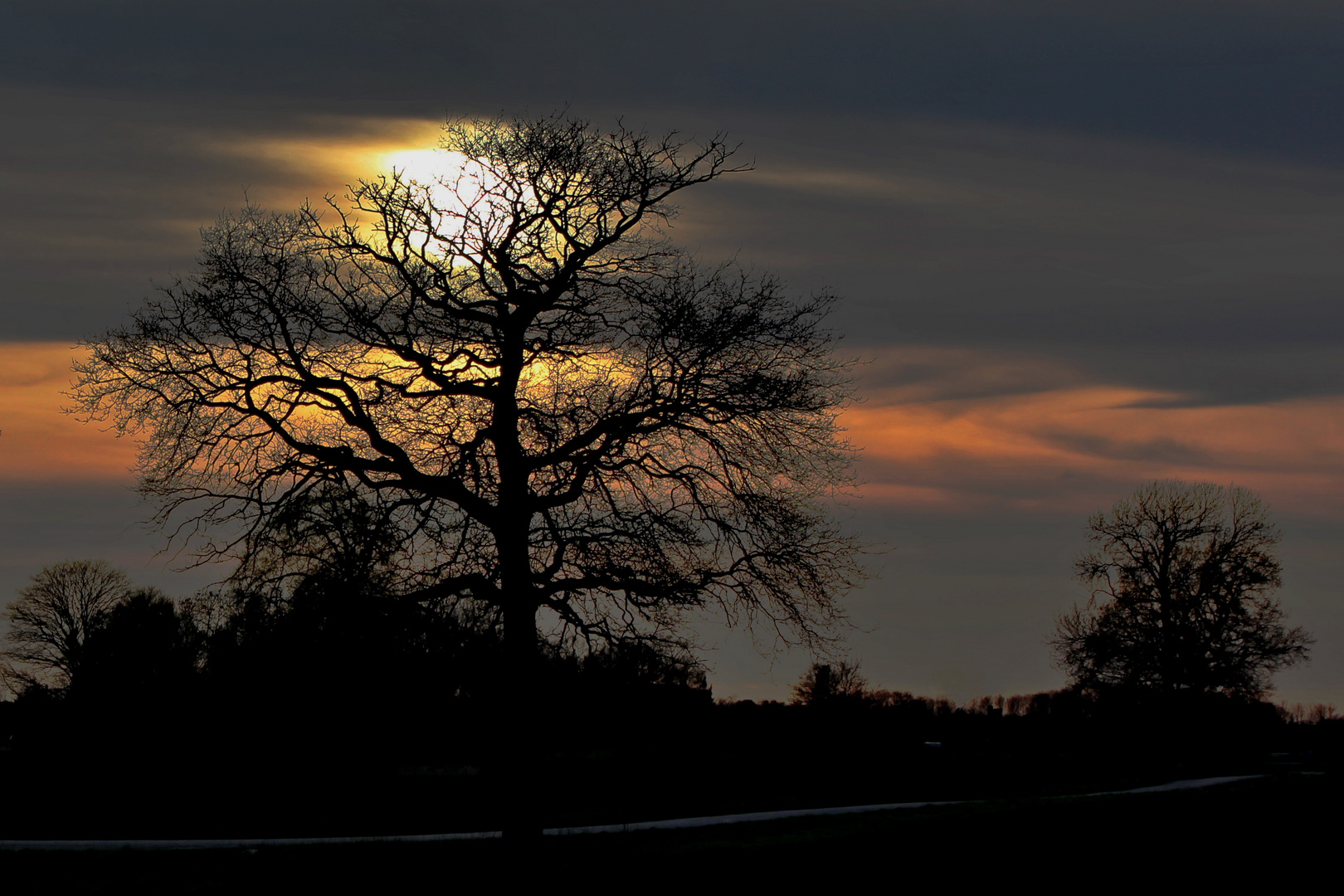 Abendhimmel mit Baum