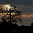 Abendhimmel mit Baum