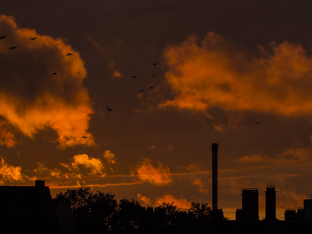 Abendhimmel mit Krähen