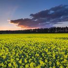 Abendhimmel über dem Rapsfeld