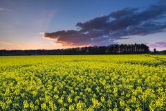 Abendhimmel über dem Rapsfeld