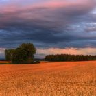 Abendhimmel über Kornfelder