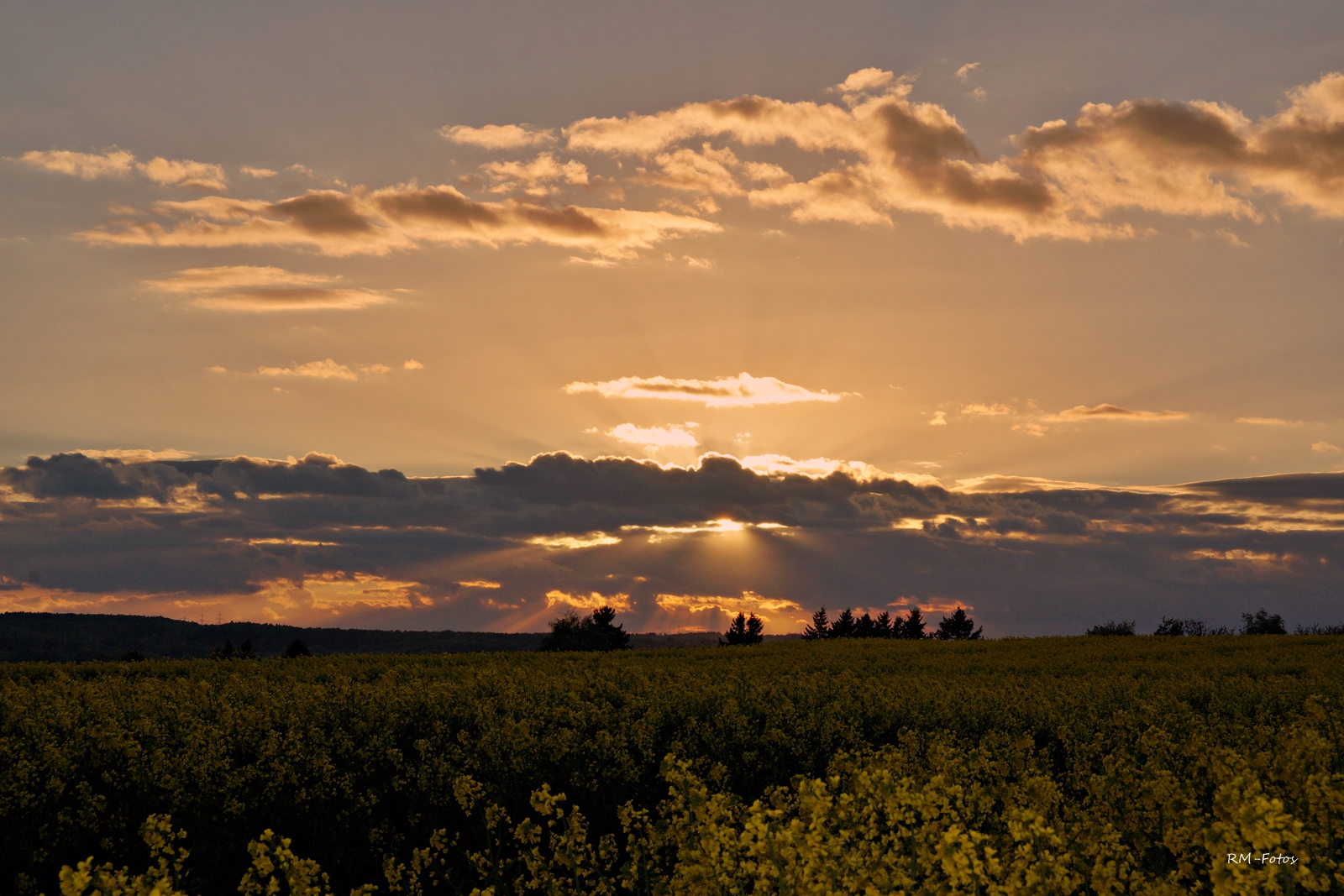 Abendhimmel über Raps