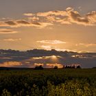 Abendhimmel über Raps