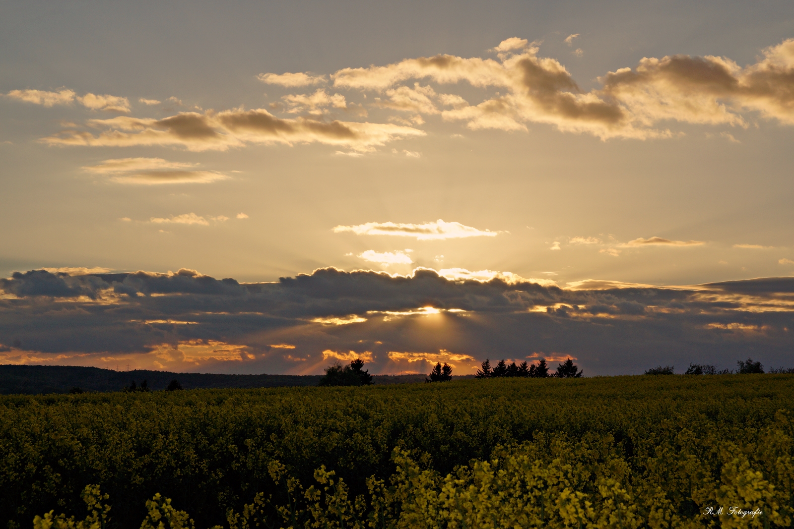 Abendhimmel über Raps