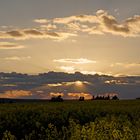 Abendhimmel über Raps