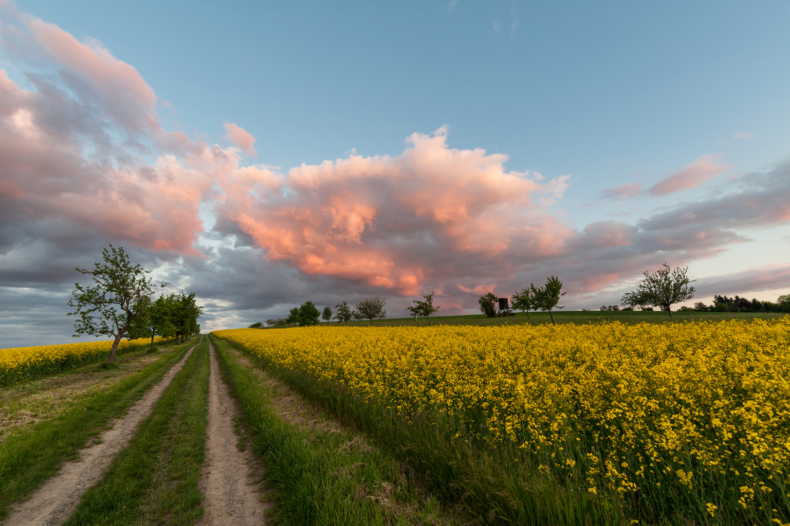 Abendhimmel über Raps