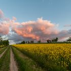 Abendhimmel über Raps