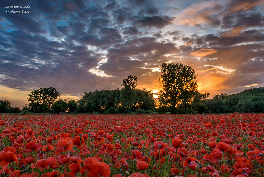 Abendhimmel überm Mohnfeld